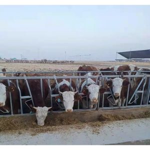 testa di bovino e giogo zincato a caldo per collo di vacca